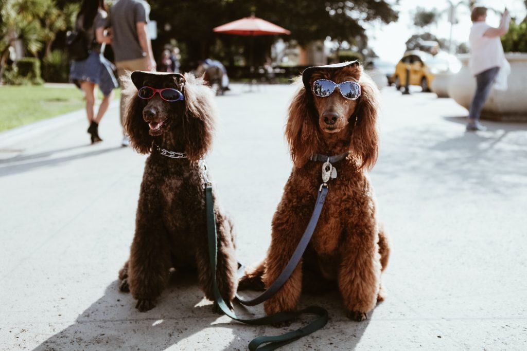 realmente los perros tienen que usar ropa